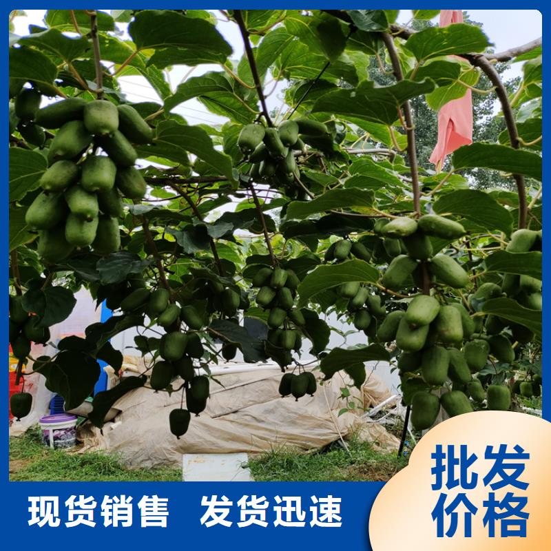 猕猴桃桃树苗的图文介绍定制定做