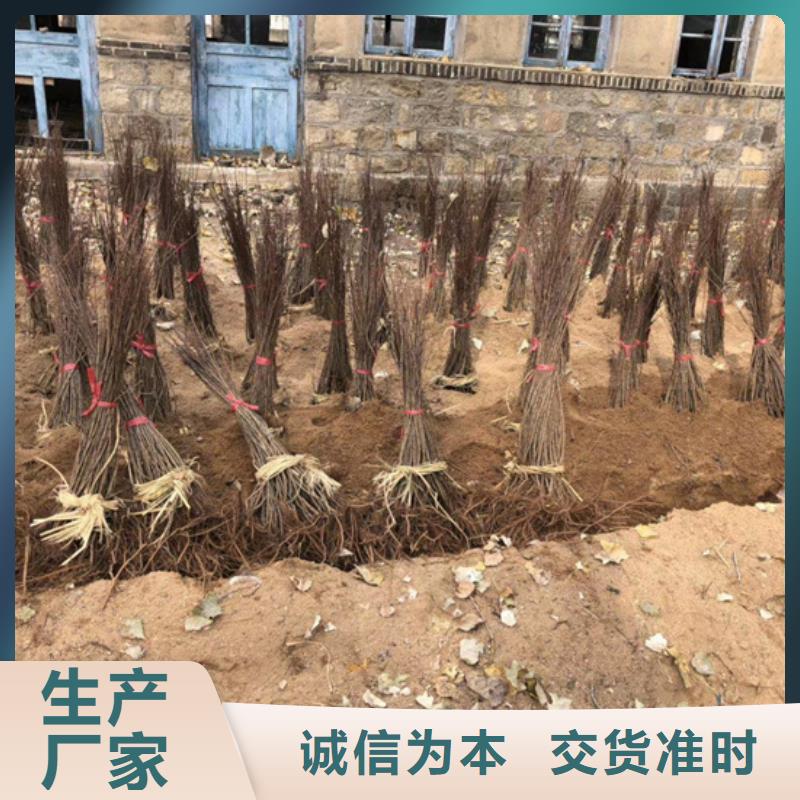 猕猴桃-【苹果苗】认准大品牌厂家同城厂家