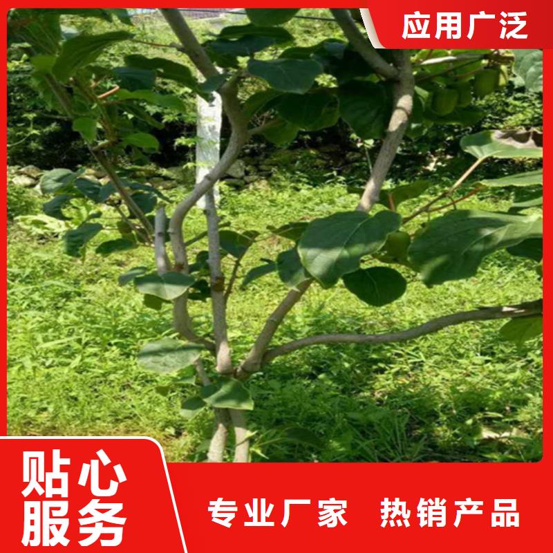 ​猕猴桃-苹果苗工厂现货供应型号齐全
