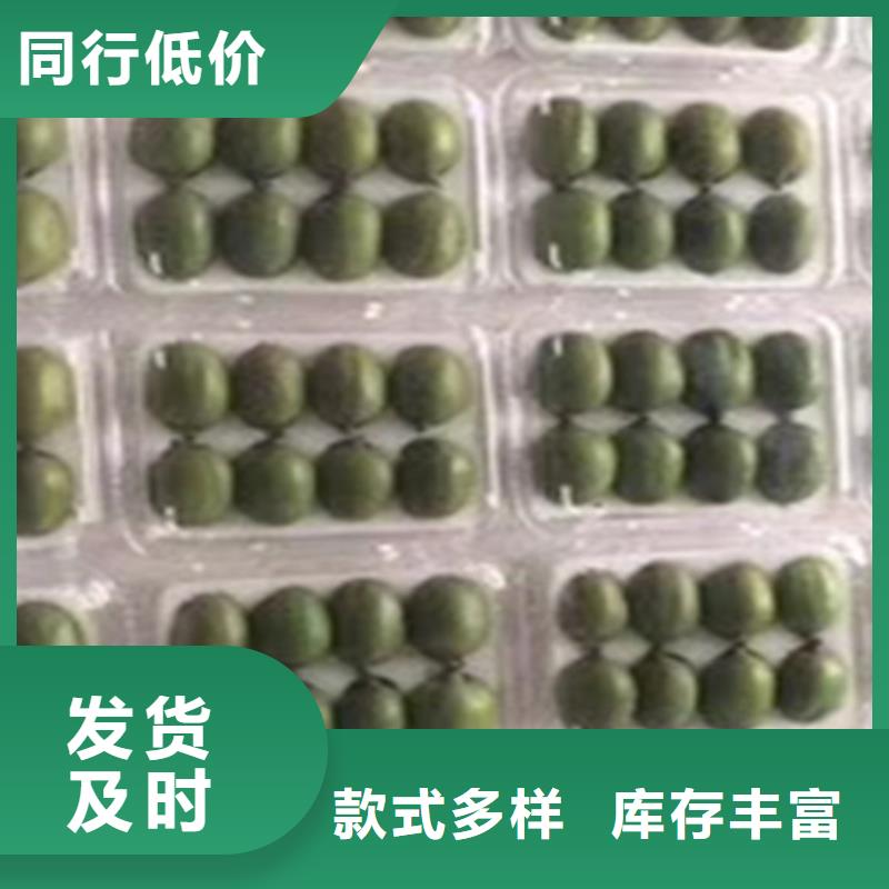 【猕猴桃-红颜草莓产地厂家直销】满足您多种采购需求