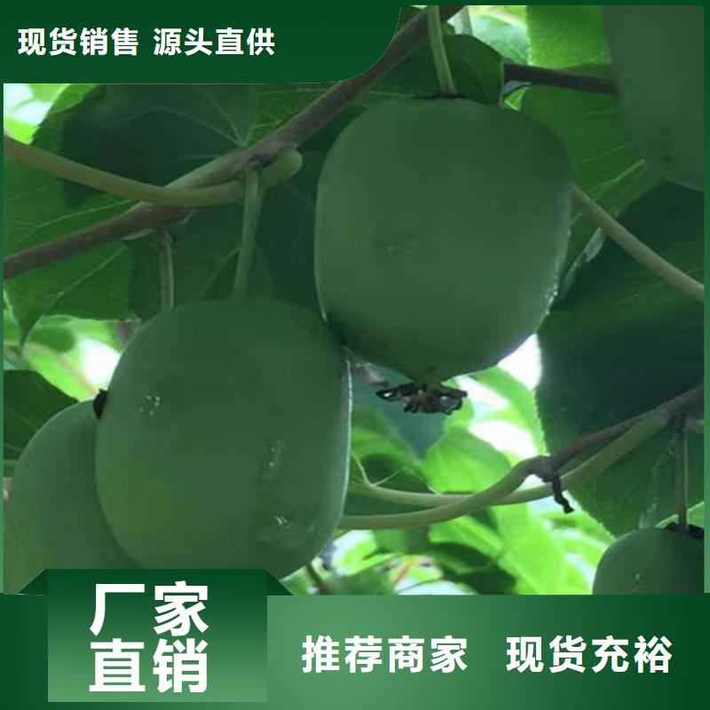 猕猴桃蓝莓苗支持加工定制当地品牌