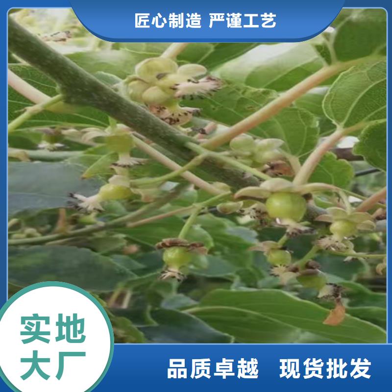 猕猴桃蓝莓苗用心经营本地经销商