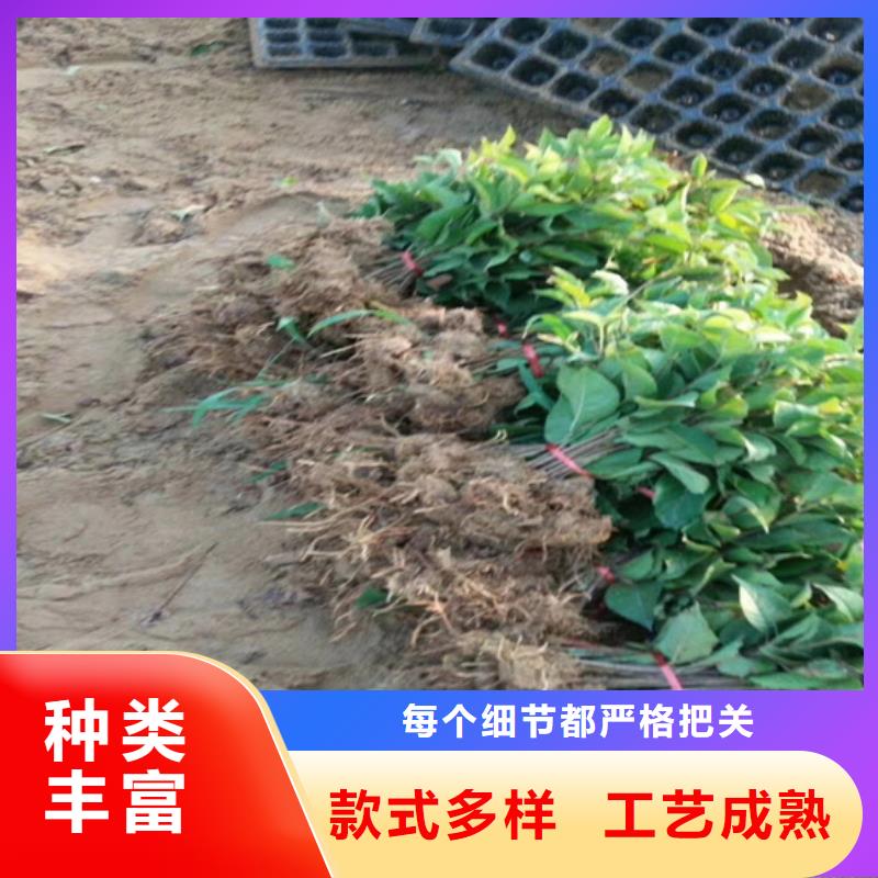 【猕猴桃】桃树苗质量检测好厂家有担当