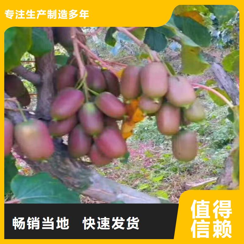 【猕猴桃-3公分软籽石榴苗出厂严格质检】您身边的厂家