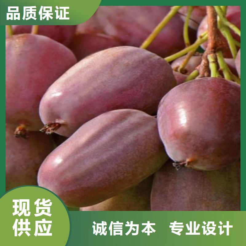 猕猴桃苹果苗严格把控质量好品质售后无忧