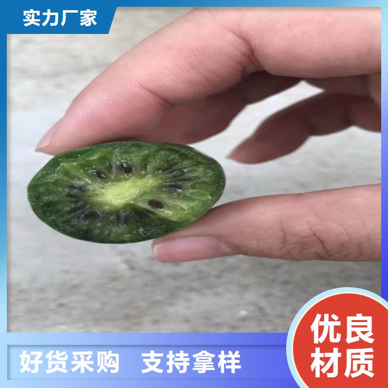 猕猴桃【苹果苗】产品性能当地生产厂家