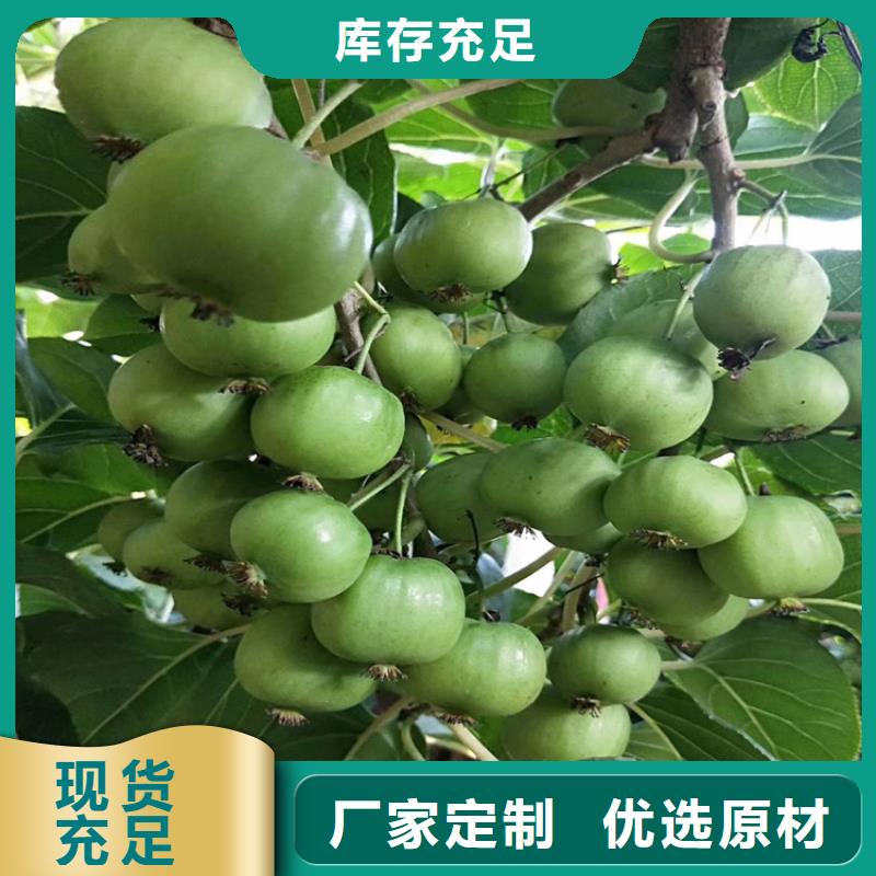 猕猴桃樱桃苗专业设计本地经销商