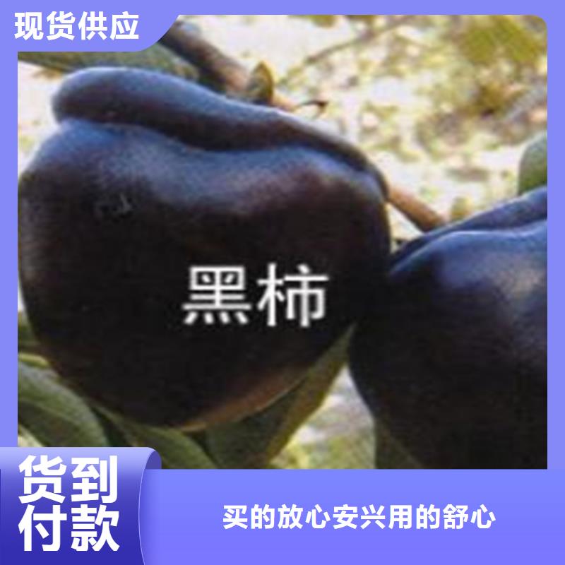 【柿子】苹果苗支持非标定制实力工厂