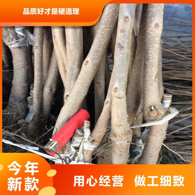 柿子苹果苗实力大厂家本地供应商