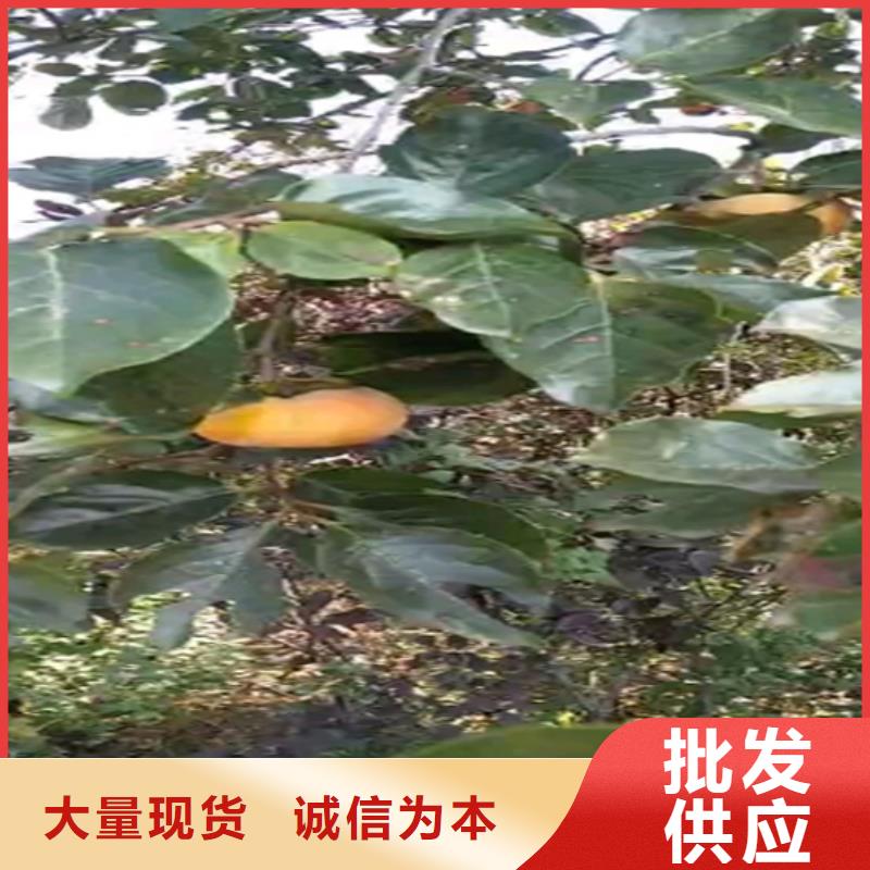 柿子梨树苗可接急单商家直供
