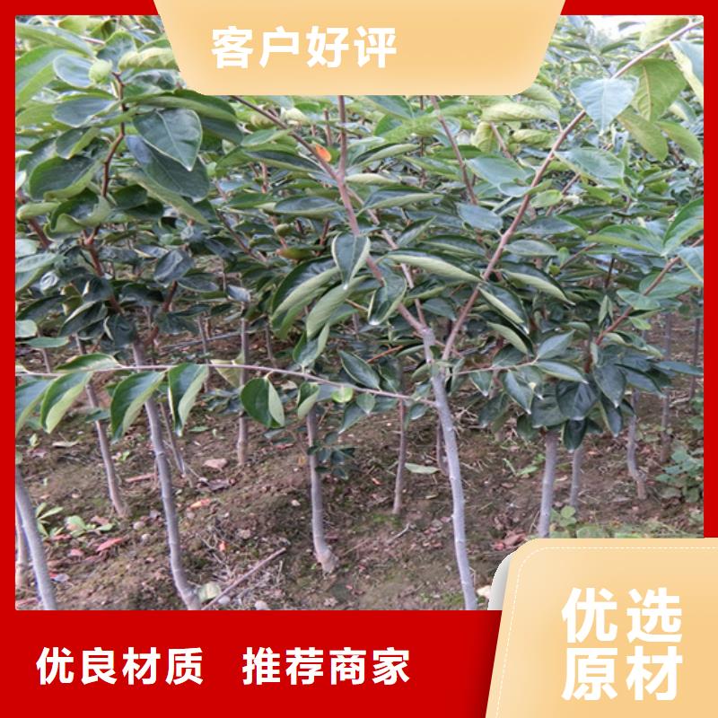 【柿子】_无花果苗N年大品牌本地厂家