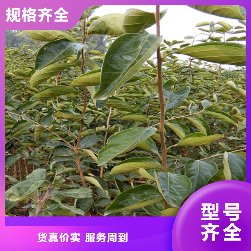 /FH775050.html
