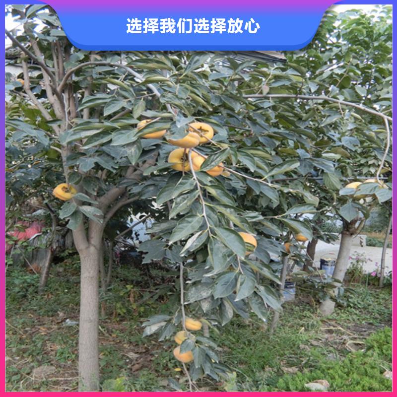 柿子樱桃苗放心购精益求精