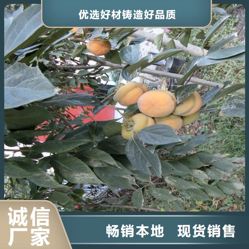 柿子板栗苗一手货源源头厂家厂家自营