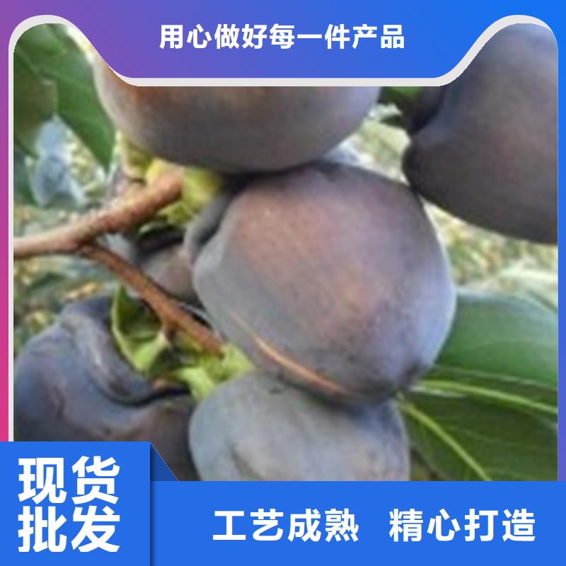 【柿子,樱桃苗精工细致打造】自有生产工厂