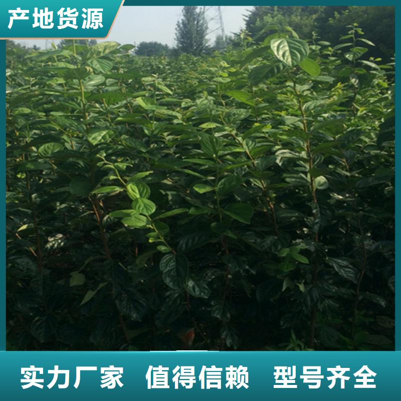 柿子【蓝莓苗】专业供货品质管控品质保证