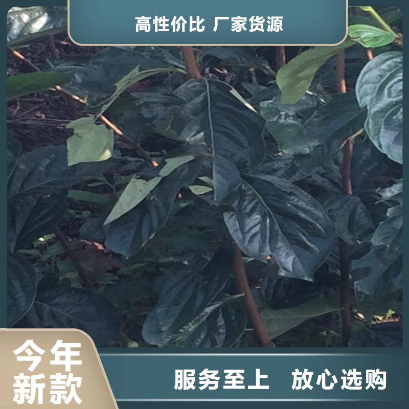 柿子花椒苗精工细致打造质量为本