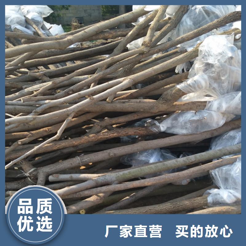 【柿子】3公分石榴苗真材实料诚信经营同城生产厂家