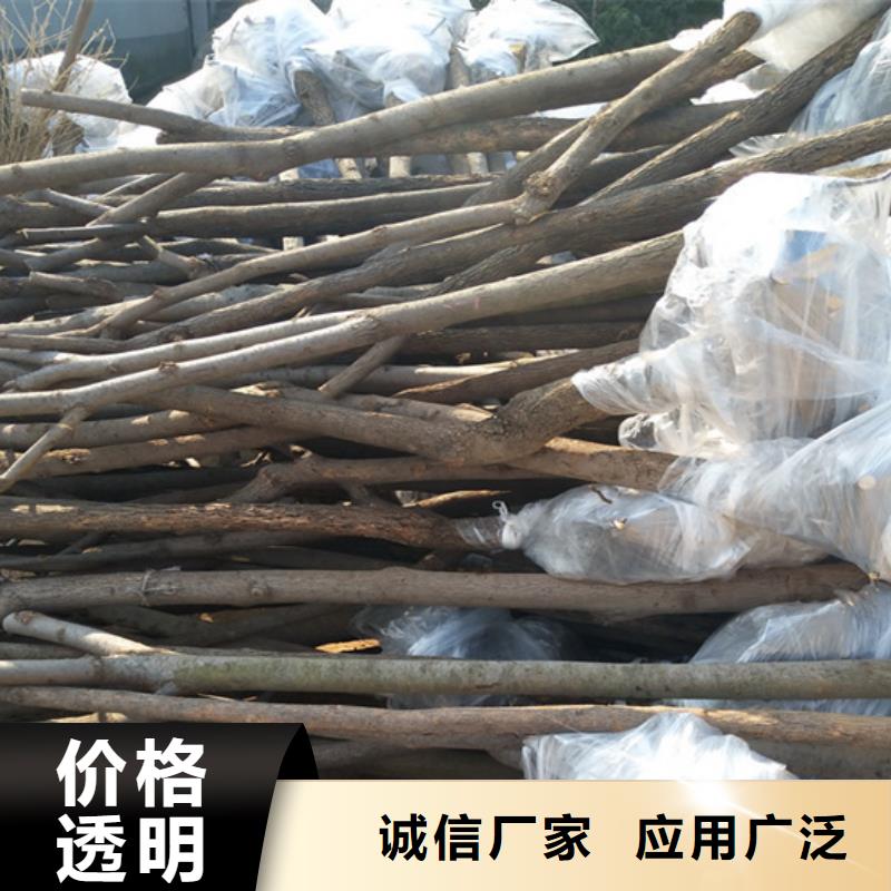 柿子梨树苗随心所欲定制当地公司