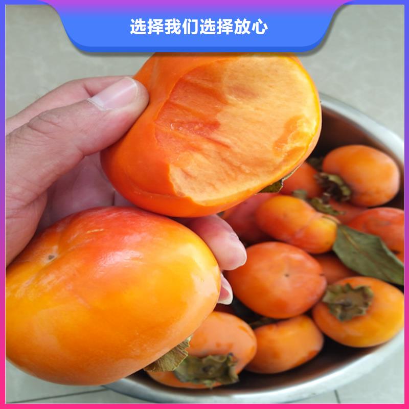 柿子_3公分石榴苗好产品好服务当地生产商