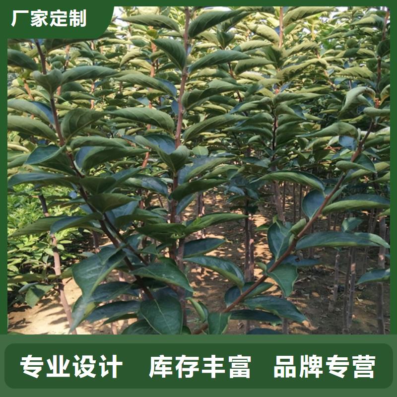 【柿子桃树苗质量无忧】保质保量