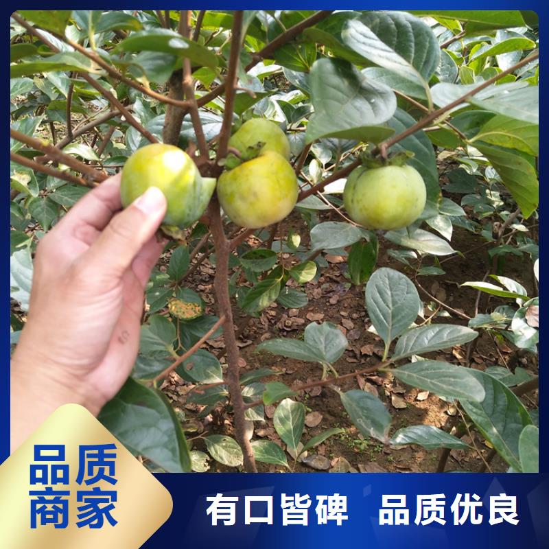 【柿子】杏树苗批发供应厂家定制