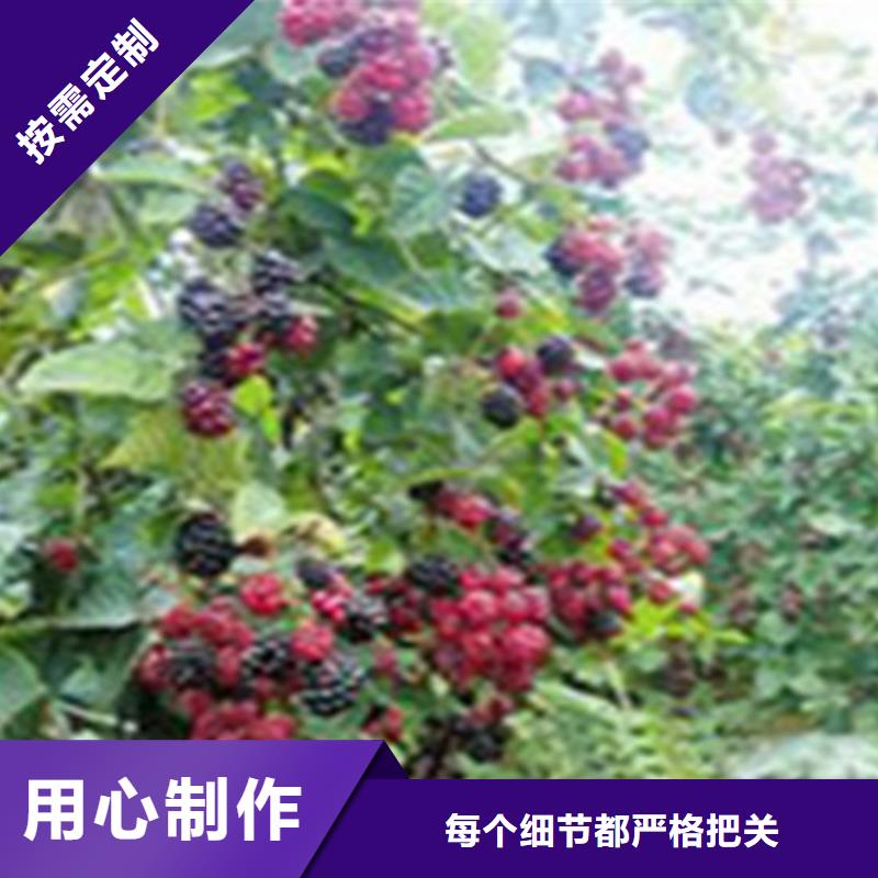 树莓梨树苗多种工艺优良工艺