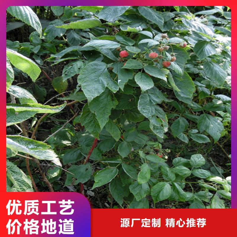 树莓3公分石榴苗厂家直销货源充足当地生产商