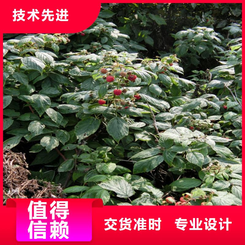 树莓花椒苗生产经验丰富自主研发