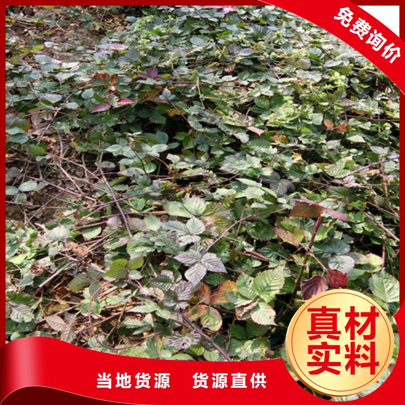 树莓蓝莓苗拒绝中间商自营品质有保障