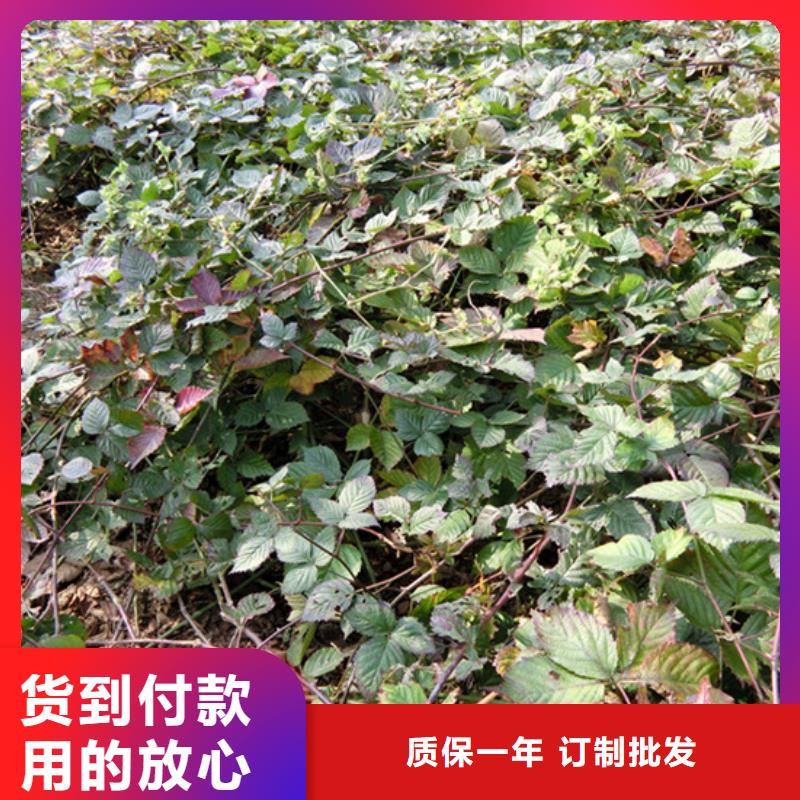 树莓李子苗超产品在细节售后无忧