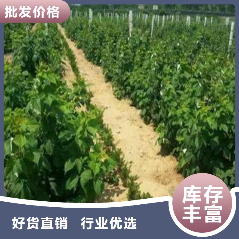树莓桃树苗品质无所畏惧真材实料诚信经营