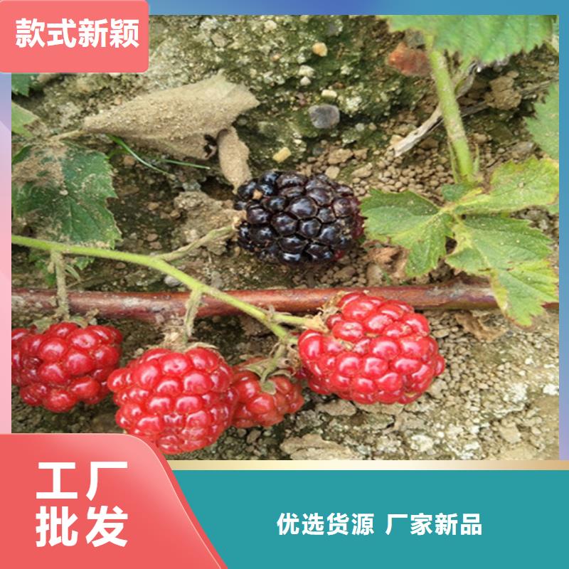 树莓北美冬青源头实体厂商本地货源
