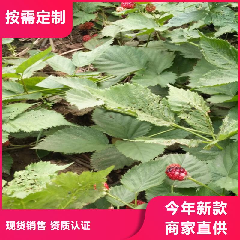 【树莓】-苹果苗型号齐全当地生产商