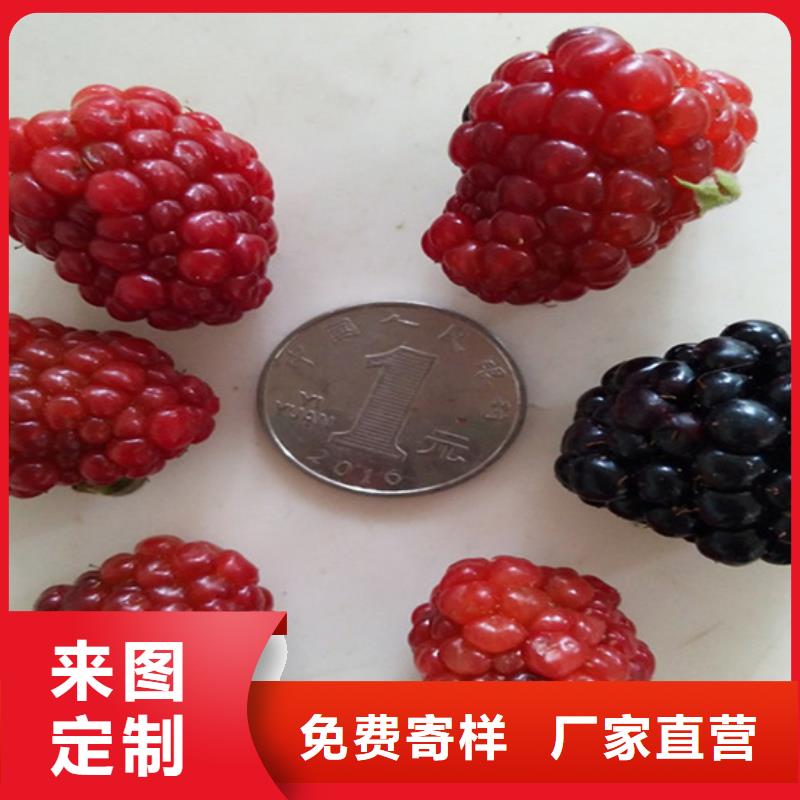 树莓-板栗苗按需定制当地经销商