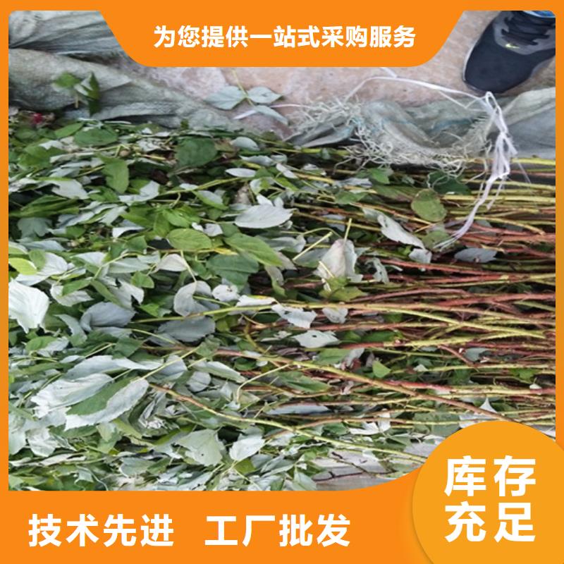 树莓桃树苗老品牌厂家当地供应商