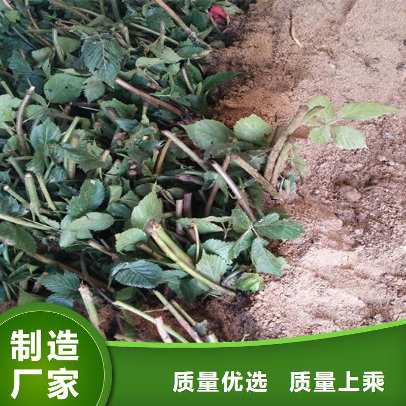 树莓,【樱桃苗】安心购经销商