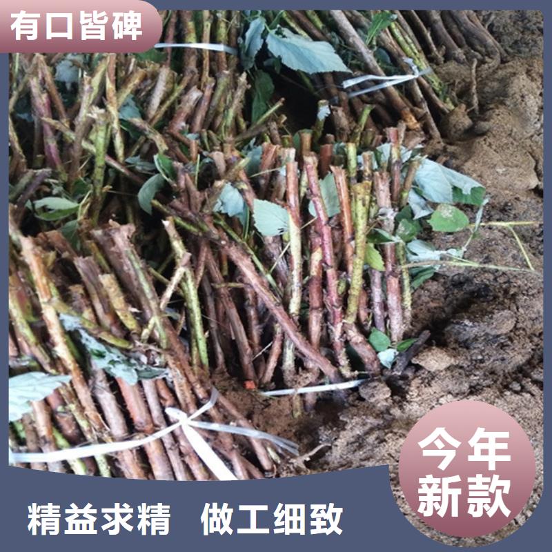 【树莓】,樱桃苗用心制作放心购