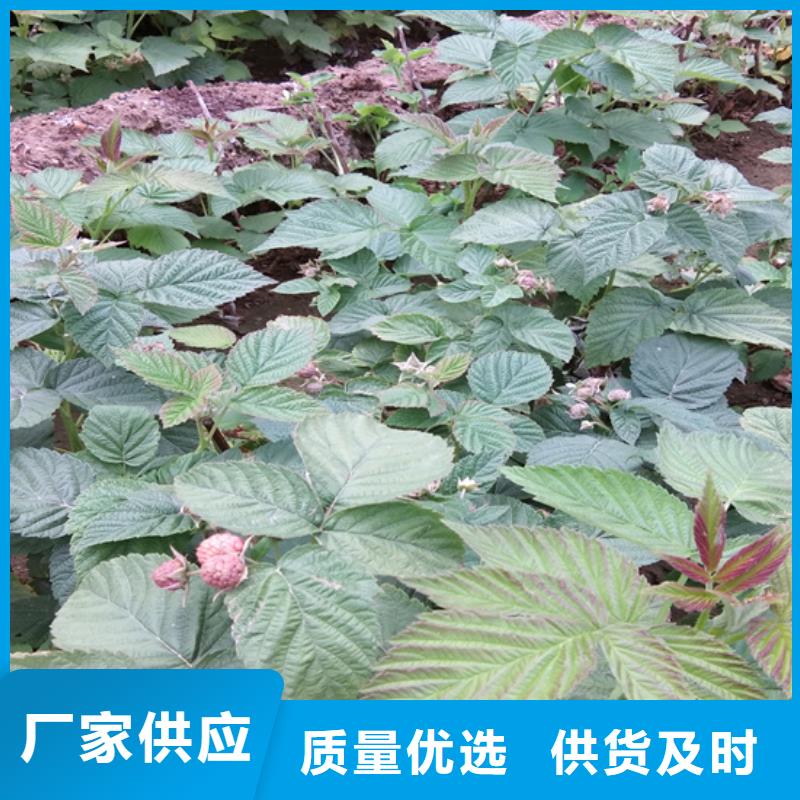 树莓-猕猴桃苗24小时下单发货海量现货