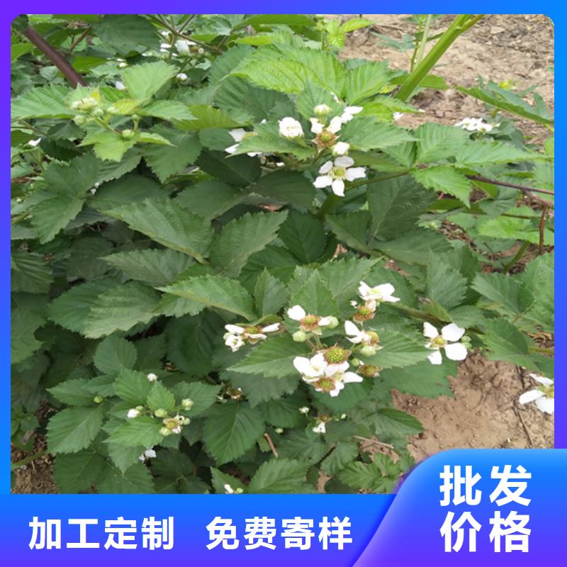 树莓石榴树定制定做同城厂家