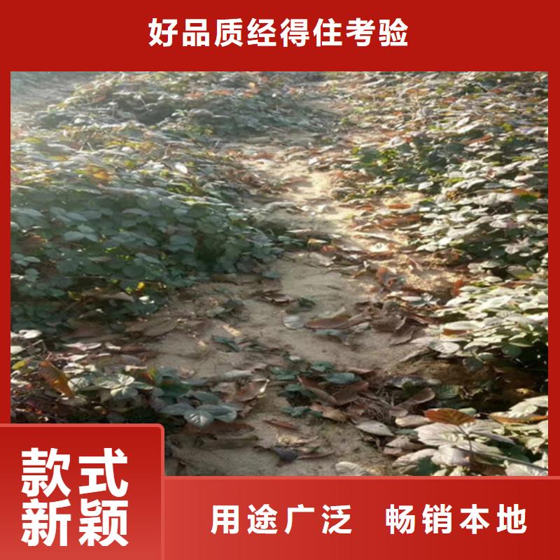 【树莓】黄瓜苗现货齐全售后无忧源头工厂