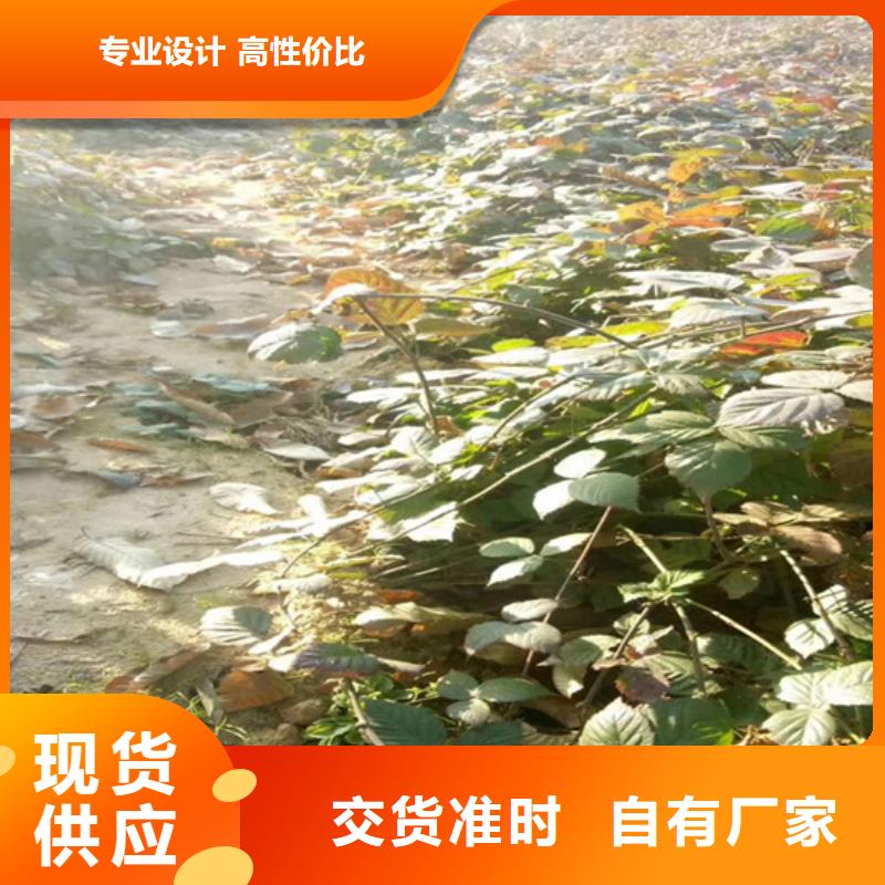 树莓板栗苗厂家大量现货诚信经营