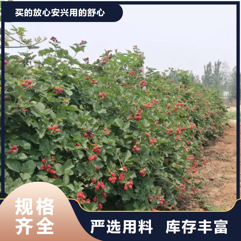 树莓-【杏树苗】质量检测本地生产商