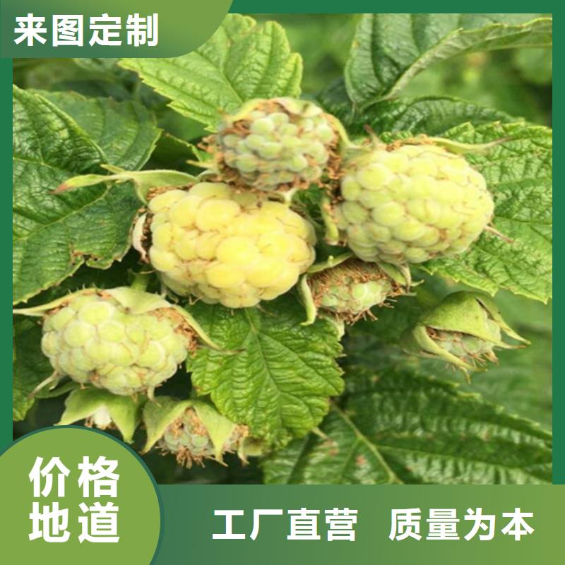 树莓苹果苗做工精细同城品牌