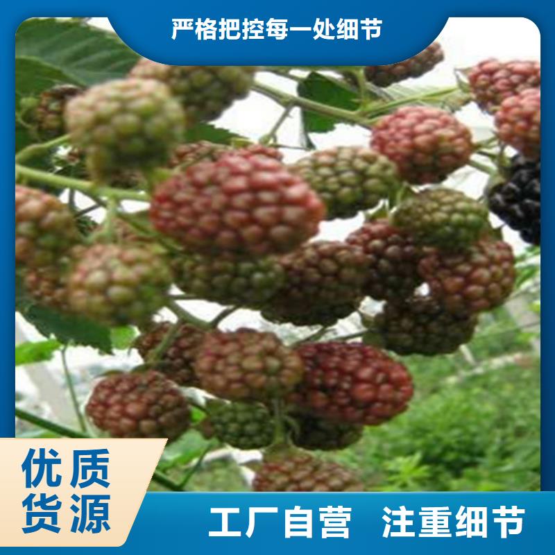 树莓,猕猴桃苗分类和特点同城生产厂家