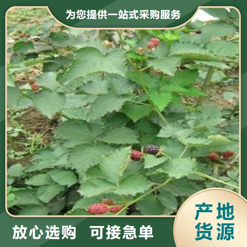 树莓樱桃苗多种工艺联系厂家