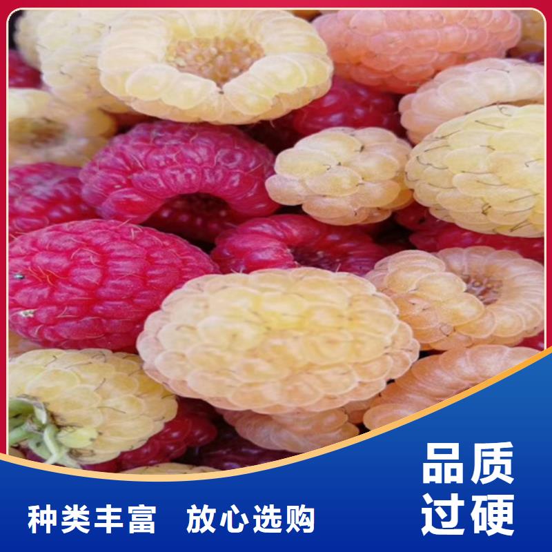 树莓无花果苗支持非标定制生产加工