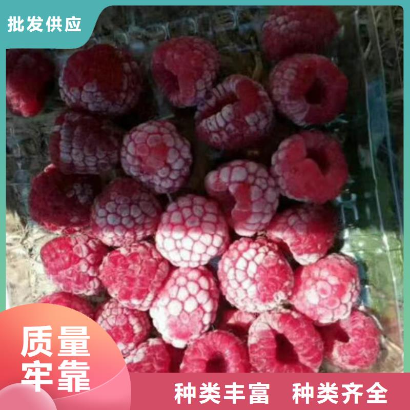 【树莓蓝莓苗自营品质有保障】同城供应商
