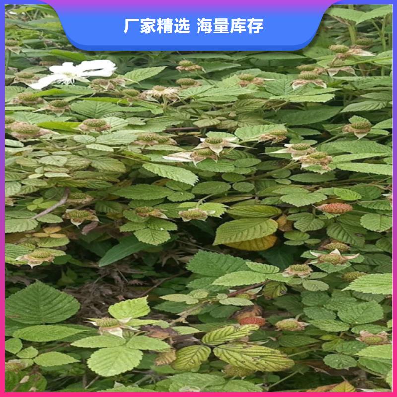 树莓-樱桃苗安装简单厂家直销规格多样
