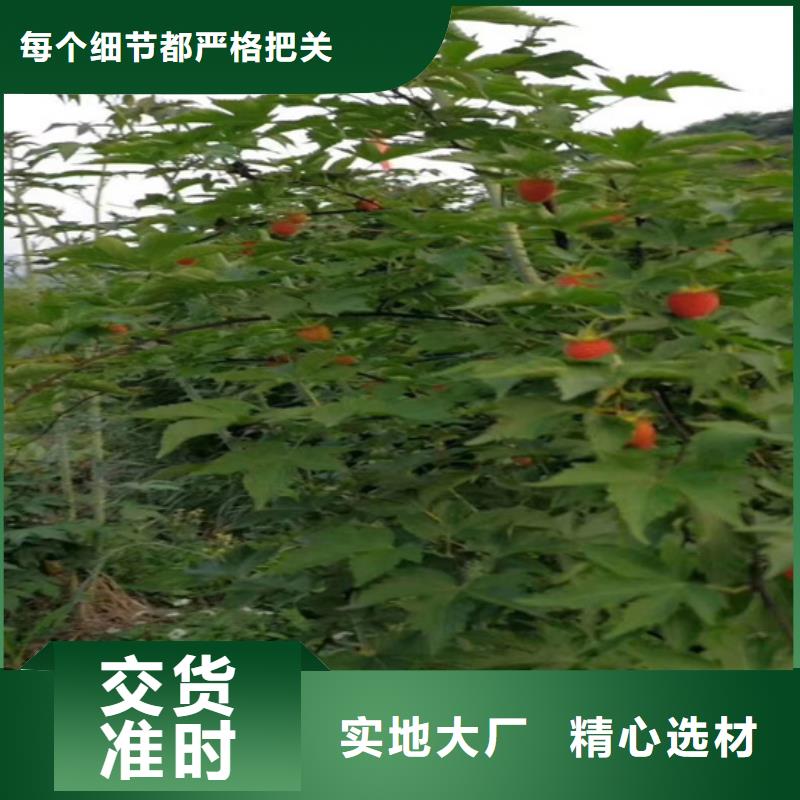 【树莓】樱桃苗好品质经得住考验同城品牌
